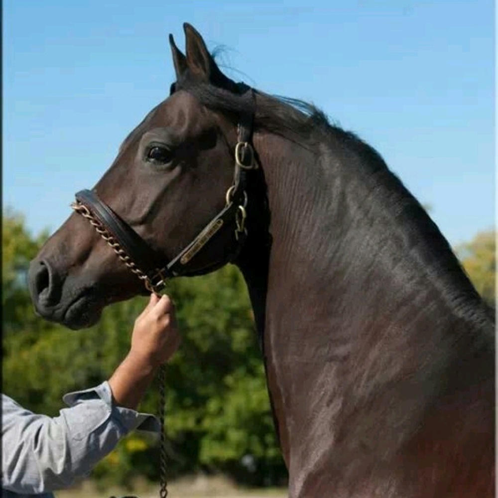 Meet your Posher, Janelle